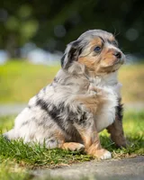 Valentino, a male Miniature Aussiedoodle for sale in Grants Pass, OR – Photo 8 of 9