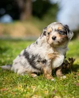 Valentino, a male Miniature Aussiedoodle for sale in Grants Pass, OR – Photo 2 of 9