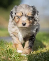 Valentino, a male Miniature Aussiedoodle for sale in Grants Pass, OR – Photo 3 of 9