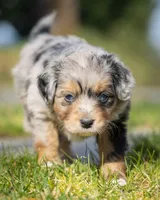 Valentino, a male Miniature Aussiedoodle for sale in Grants Pass, OR – Photo 9 of 9
