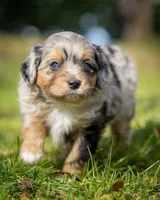 Valentino, a male Miniature Aussiedoodle for sale in Grants Pass, OR – Photo 6 of 9
