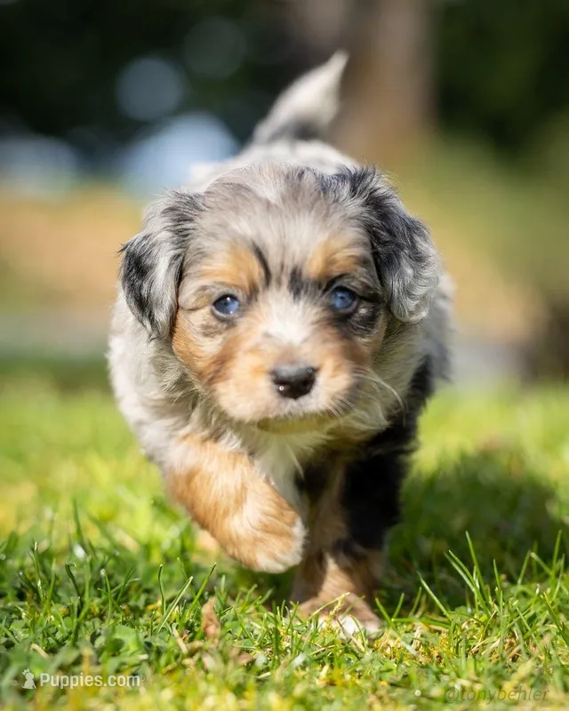 Valentino – Miniature Aussiedoodle puppy for sale in Grants Pass, OR