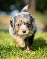 Valentino, a male Miniature Aussiedoodle for sale in Grants Pass, OR – Photo 1 of 9