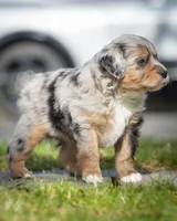 Valentino, a male Miniature Aussiedoodle for sale in Grants Pass, OR – Photo 7 of 9
