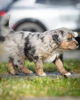 Valentino, a male Miniature Aussiedoodle for sale in Grants Pass, OR – Photo 4 of 9
