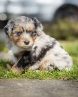 Valentino, a male Miniature Aussiedoodle for sale in Grants Pass, OR – Photo 5 of 9