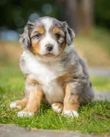 Romeo, a male Miniature Aussiedoodle for sale in Grants Pass, OR – Photo 3 of 4