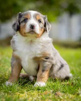 Romeo, a male Miniature Aussiedoodle for sale in Grants Pass, OR – Photo 2 of 4