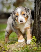 Romeo, a male Miniature Aussiedoodle for sale in Grants Pass, OR – Photo 1 of 4