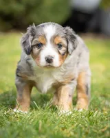 Romeo, a male Miniature Aussiedoodle for sale in Grants Pass, OR – Photo 4 of 4