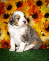 Litter, a male Miniature Aussiedoodle for sale in Grants Pass, OR – Photo 2 of 7