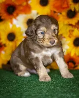 Litter, a male Miniature Aussiedoodle for sale in Grants Pass, OR – Photo 5 of 7