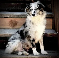 Litter, a male Miniature Aussiedoodle for sale in Grants Pass, OR – Photo 4 of 7