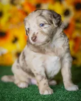 Litter, a male Miniature Aussiedoodle for sale in Grants Pass, OR – Photo 1 of 7