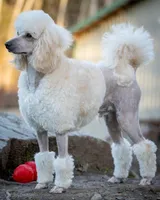 Litter, a male Miniature Aussiedoodle for sale in Grants Pass, OR – Photo 6 of 7