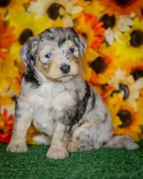 Litter, a male Miniature Aussiedoodle for sale in Grants Pass, OR – Photo 3 of 7