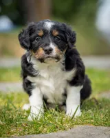 Esme, a female Miniature Aussiedoodle for sale in Grants Pass, OR – Photo 4 of 6