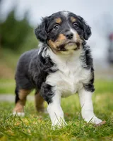 Esme, a female Miniature Aussiedoodle for sale in Grants Pass, OR – Photo 5 of 6