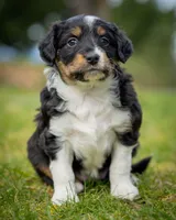 Esme, a female Miniature Aussiedoodle for sale in Grants Pass, OR – Photo 6 of 6