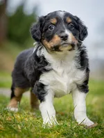 Esme, a female Miniature Aussiedoodle for sale in Grants Pass, OR – Photo 2 of 6