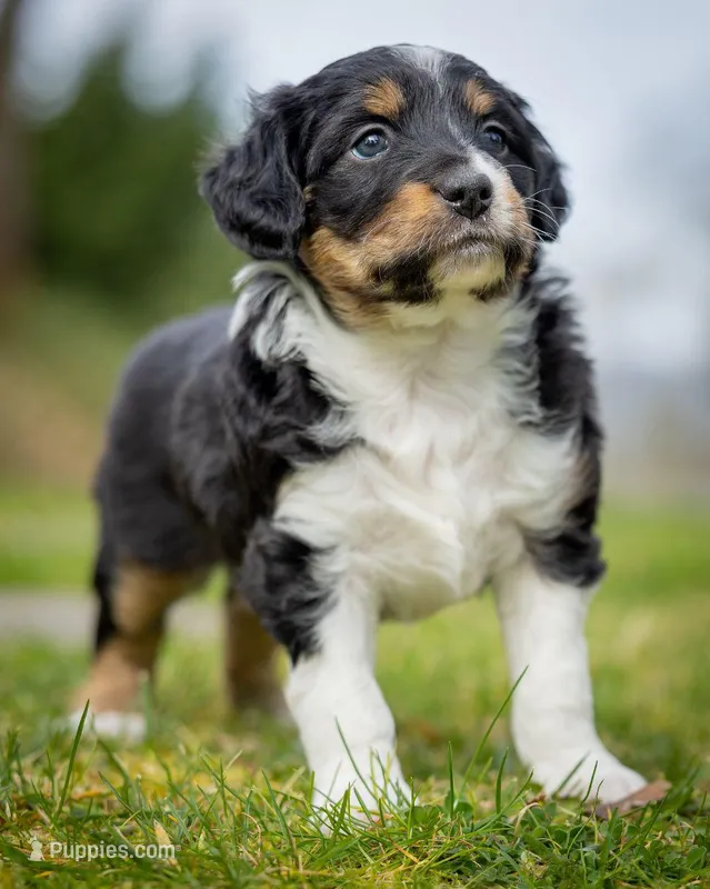 Esme – Miniature Aussiedoodle puppy for sale in Grants Pass, OR