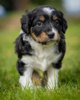 Esme, a female Miniature Aussiedoodle for sale in Grants Pass, OR – Photo 3 of 6