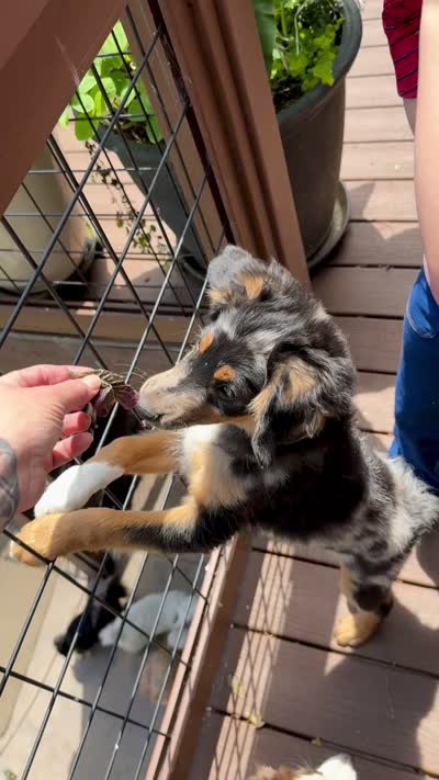 Casanova , a male Miniature Aussiedoodle for sale in Grants Pass, OR – 10 of 10