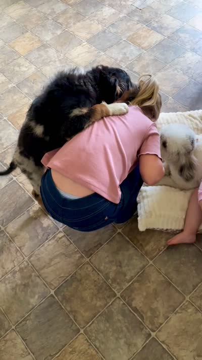 Casanova , a male Miniature Aussiedoodle for sale in Grants Pass, OR – 9 of 10