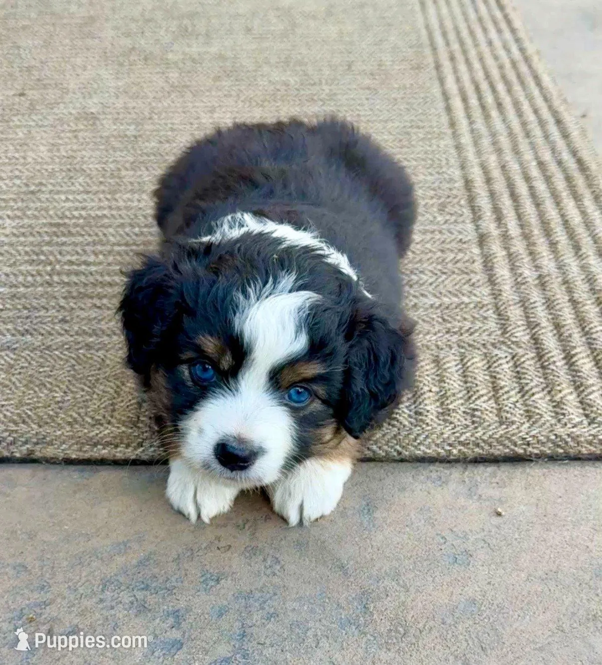 Clover, a female Miniature Australian Shepherd for sale in Grants Pass, OR – Photo 2 of 2