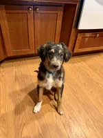 Casanova , a male Miniature Aussiedoodle for sale in Grants Pass, OR – 8 of 10