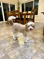 Fluffy, a male Miniature Aussiedoodle for sale in Grants Pass, OR – Photo 7 of 7