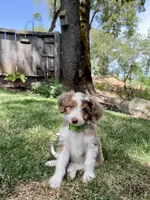 Fluffy, a male Miniature Aussiedoodle for sale in Grants Pass, OR – Photo 5 of 7