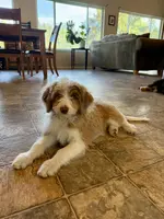 Fluffy, a male Miniature Aussiedoodle for sale in Grants Pass, OR – Photo 4 of 7