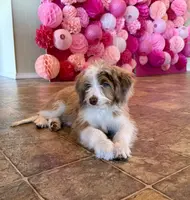Fluffy, a male Miniature Aussiedoodle for sale in Grants Pass, OR – Photo 2 of 7