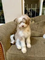 Fluffy, a male Miniature Aussiedoodle for sale in Grants Pass, OR – Photo 1 of 7