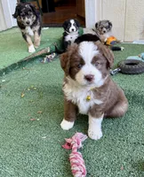 Rose, a female Miniature Australian Shepherd for sale in Grants Pass, OR – Photo 2 of 3
