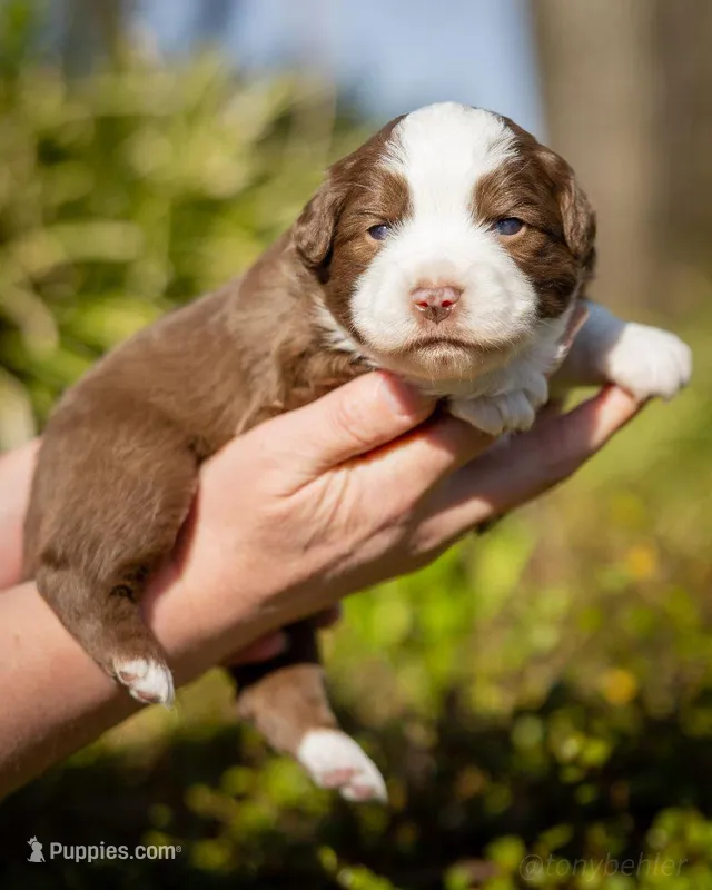 Rose – Miniature Australian Shepherd puppy for sale in Grants Pass, OR