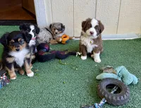 Rose, a female Miniature Australian Shepherd for sale in Grants Pass, OR – Photo 3 of 3