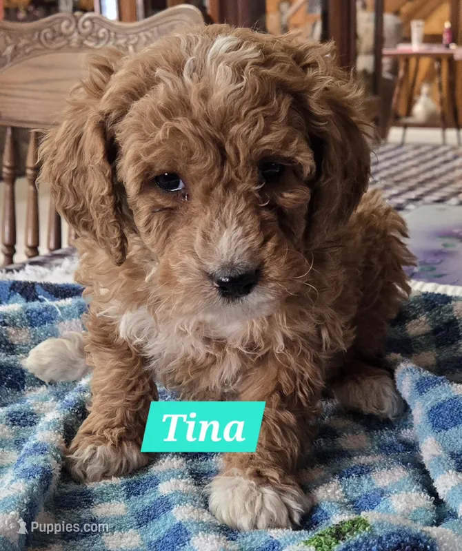 Tina