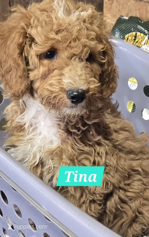 Tina