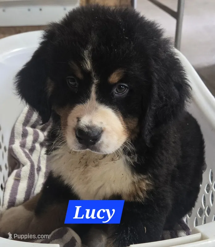 Lucy – Bernese Mountain Dog puppy for sale in New Haven, IN