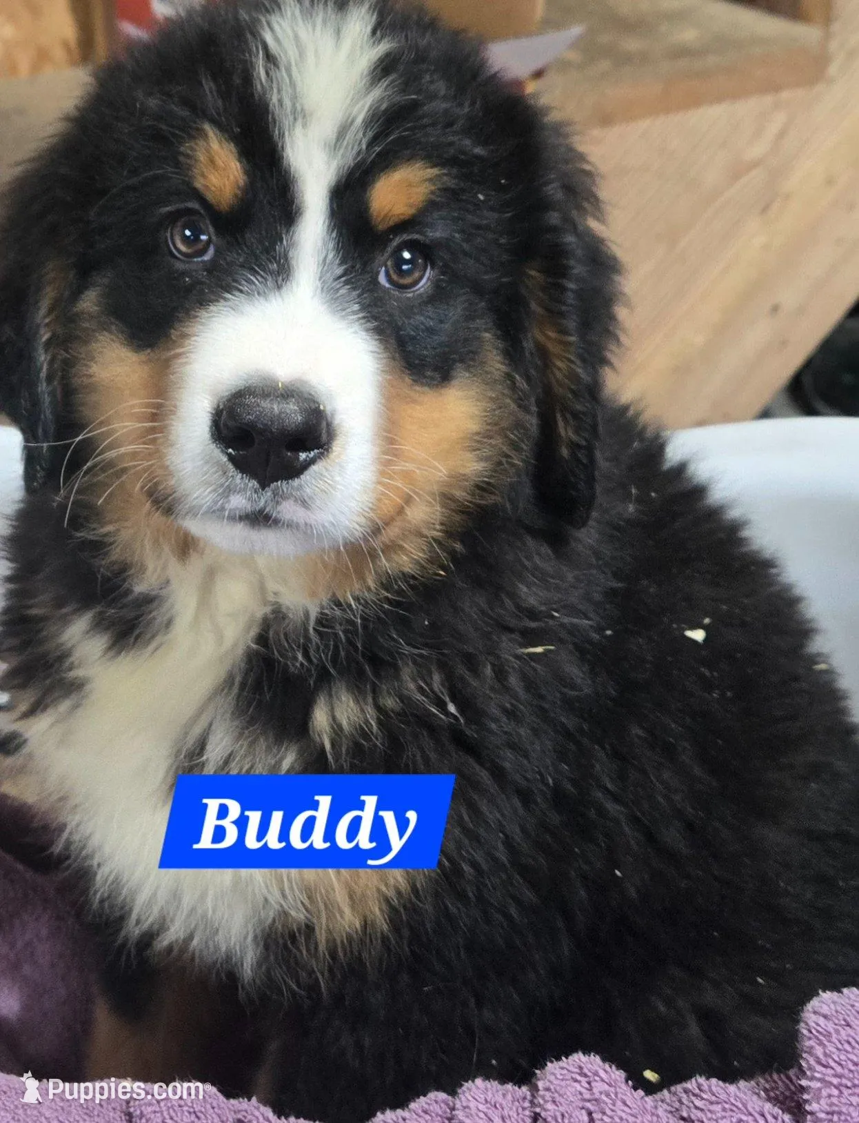 Buddy, a male Bernese Mountain Dog for sale in New Haven, IN – 1 of 2