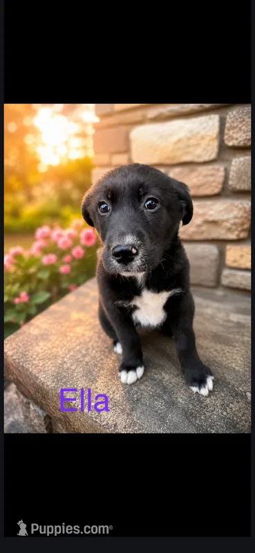 Ella – Golden Mountain Dog puppy for sale in New Haven, IN
