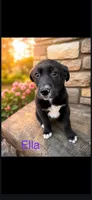 Ella, a female Golden Mountain Dog for sale in New Haven, IN – 1 of 1
