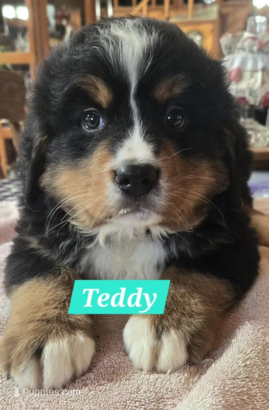 Teddy – Bernese Mountain Dog puppy for sale in New Haven, IN