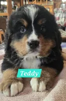 Teddy, a male Bernese Mountain Dog for sale in New Haven, IN – 2 of 2