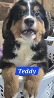 Teddy, a male Bernese Mountain Dog for sale in New Haven, IN – 1 of 2