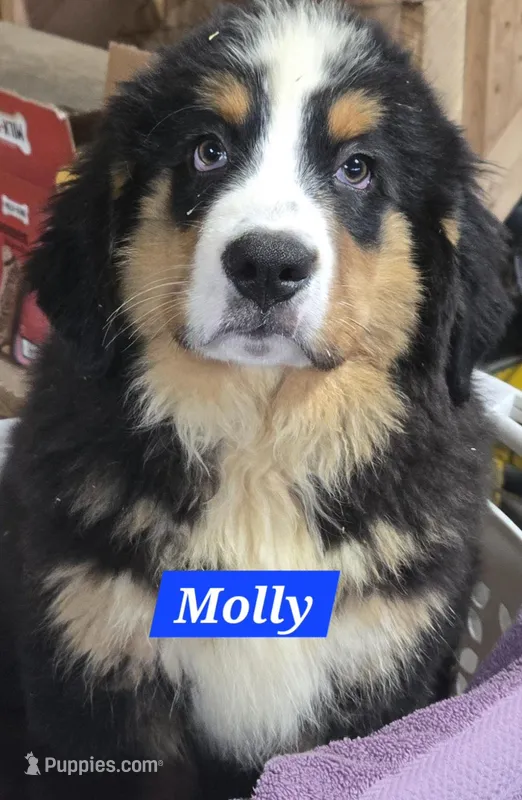 Molly – Bernese Mountain Dog puppy for sale in New Haven, IN