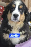 Molly, a female Bernese Mountain Dog for sale in New Haven, IN – 1 of 2