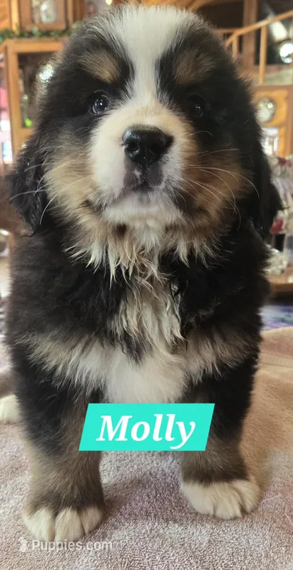 Molly – Bernese Mountain Dog puppy for sale in New Haven, IN